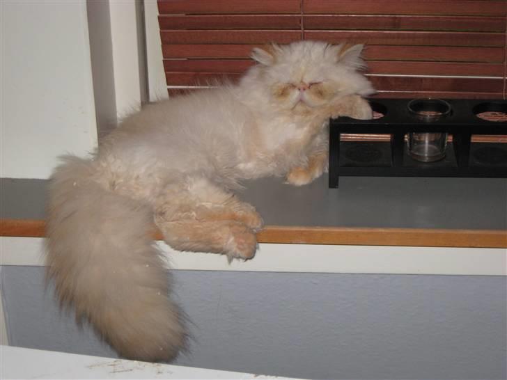 Colorpoint DK Lai-An´s True Love - umm her ligger man godt og sover billede 13