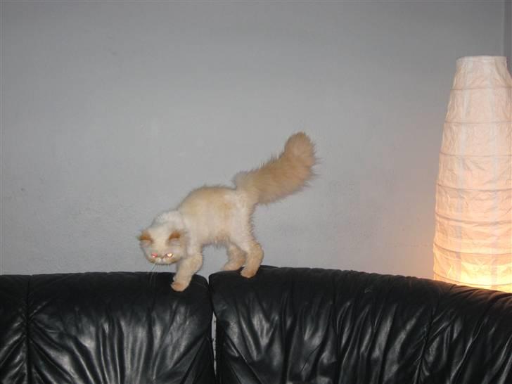 Colorpoint DK Lai-An´s True Love - går lige en tur på jeres sofa billede 14