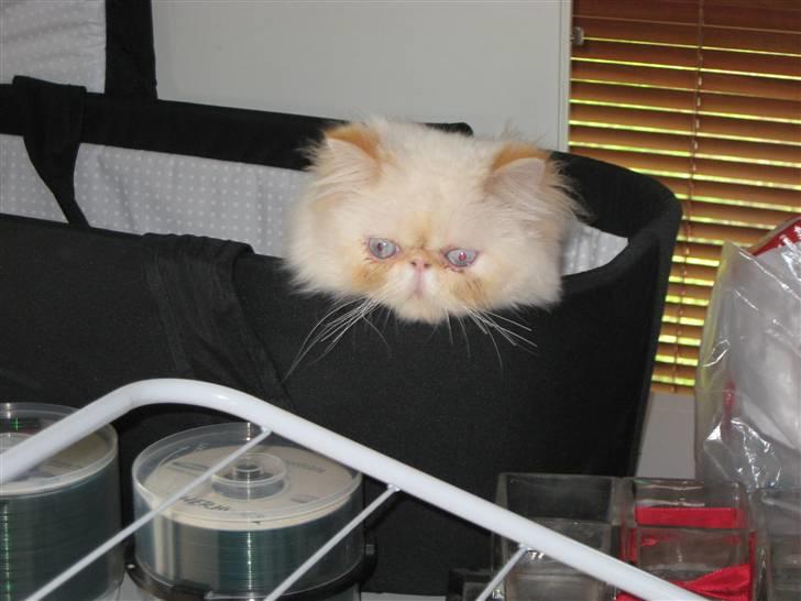 Colorpoint DK Lai-An´s True Love - jeg er osse jeres lille baby billede 15