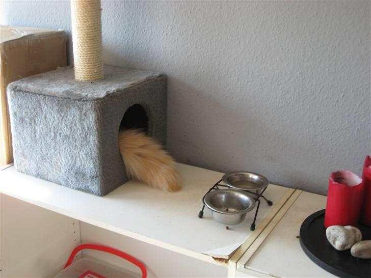 Colorpoint DK Lai-An´s True Love - muhahaha i kan ikke finde mig. billede 16