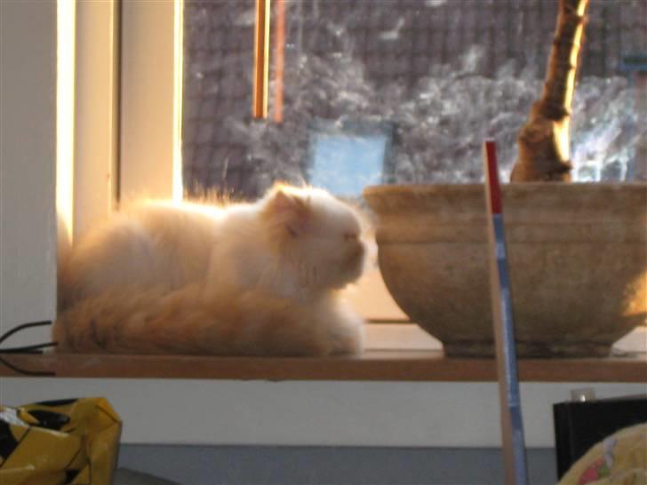 Colorpoint DK Lai-An´s True Love billede 17