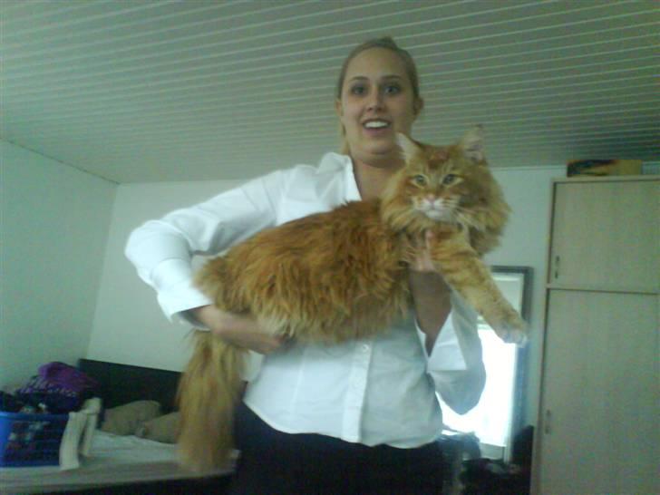 Maine Coon DK Kija Coon Aiko - Min veninde sys han var en anelse tung at holde :o) billede 20