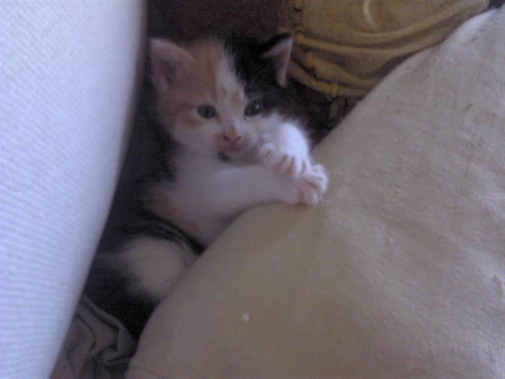 Blanding af racer Alicia ¤¤ R . I . P ¤¤  billede 1