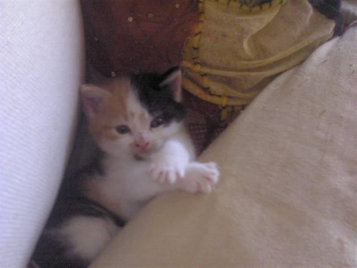 Blanding af racer Alicia ¤¤ R . I . P ¤¤  billede 2