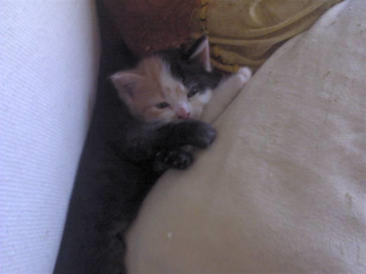 Blanding af racer Alicia ¤¤ R . I . P ¤¤  billede 3