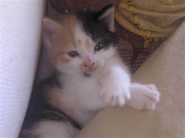 Blanding af racer Alicia ¤¤ R . I . P ¤¤  billede 4