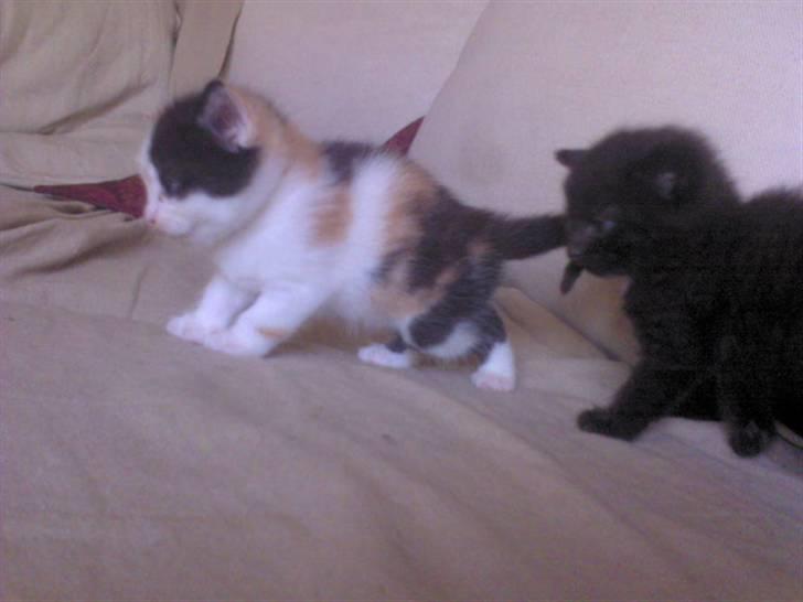 Blanding af racer Alicia ¤¤ R . I . P ¤¤  billede 5