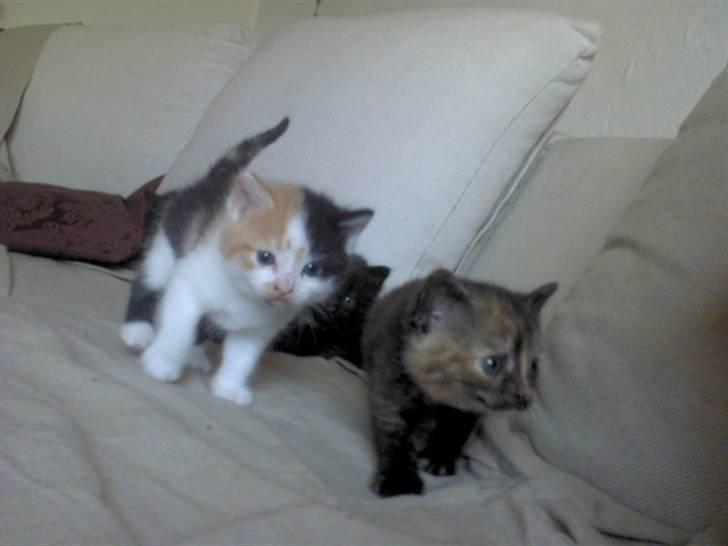 Blanding af racer Alicia ¤¤ R . I . P ¤¤  billede 6