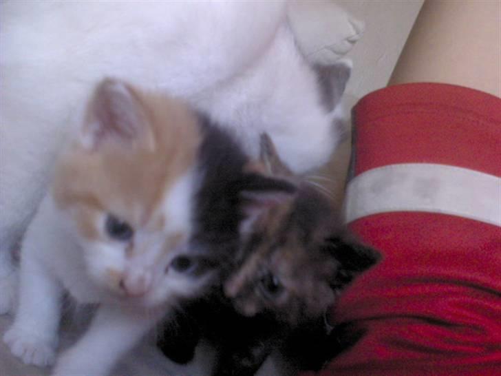 Blanding af racer Alicia ¤¤ R . I . P ¤¤  billede 7