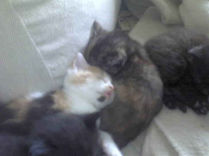 Blanding af racer Alicia ¤¤ R . I . P ¤¤  billede 8