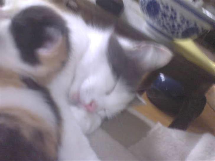 Blanding af racer Alicia ¤¤ R . I . P ¤¤  billede 9