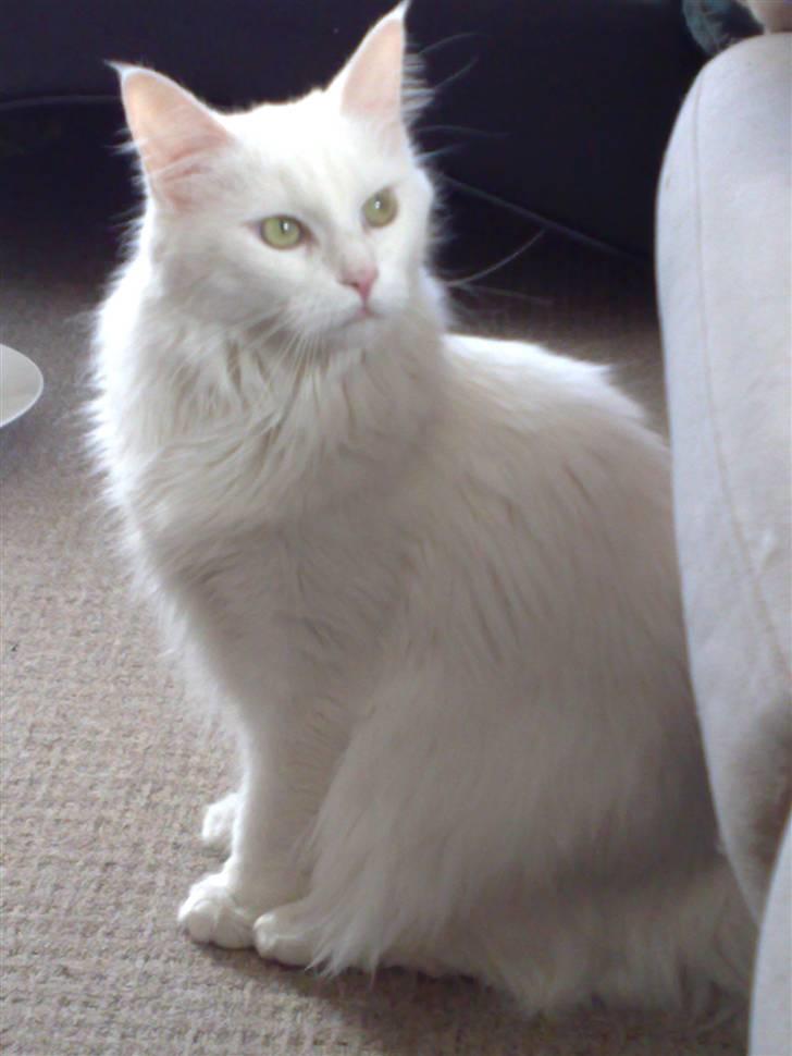 Maine Coon Euskadicoon-E Nevada billede 1