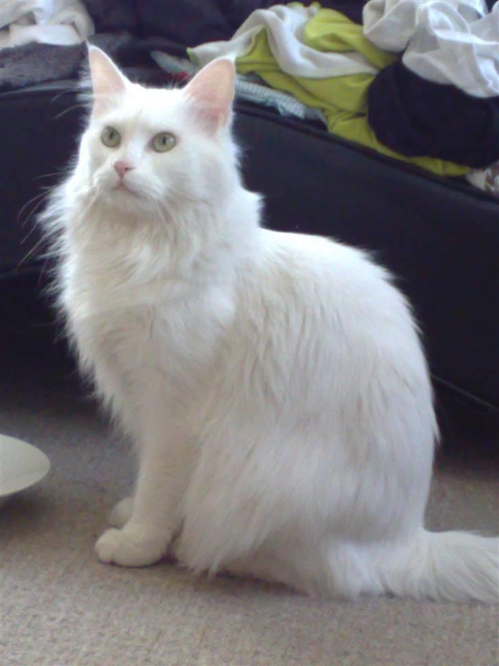 Maine Coon Euskadicoon-E Nevada billede 2