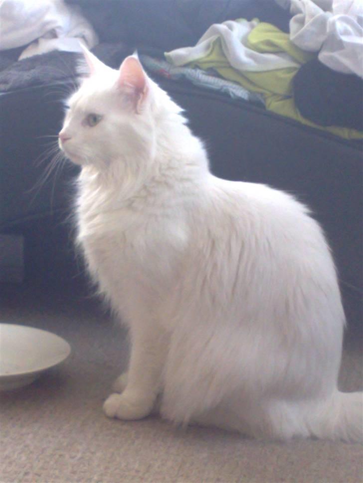 Maine Coon Euskadicoon-E Nevada billede 3