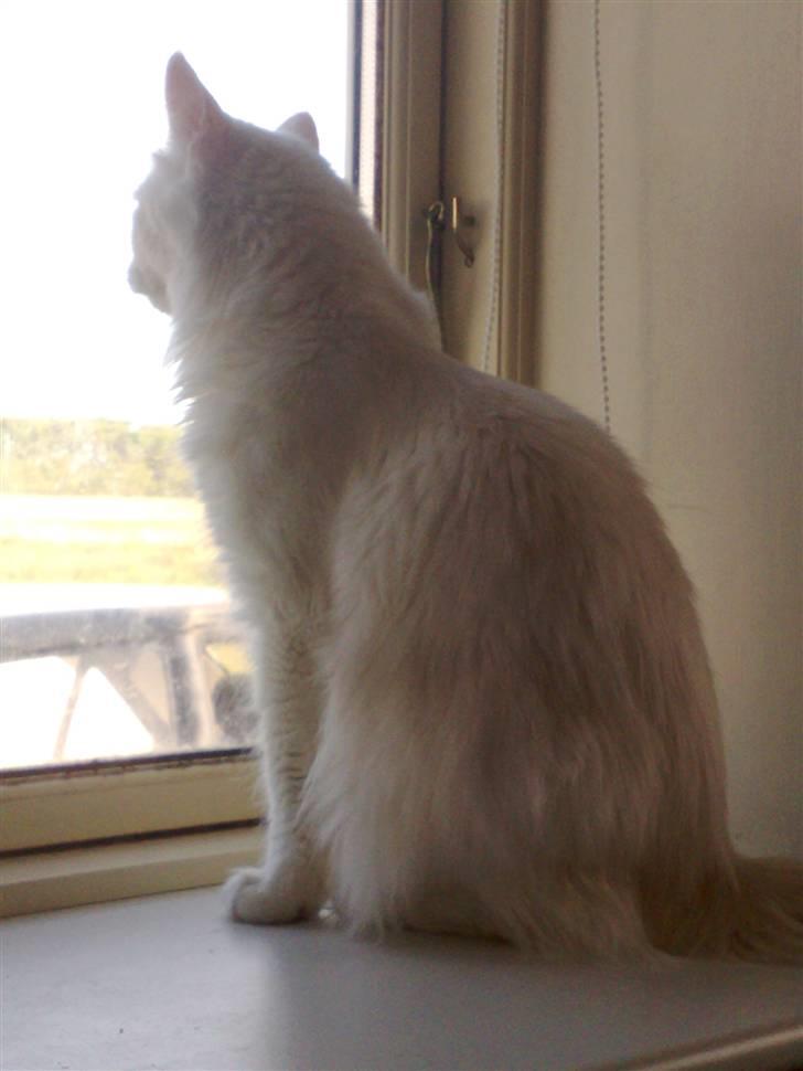 Maine Coon Euskadicoon-E Nevada billede 4