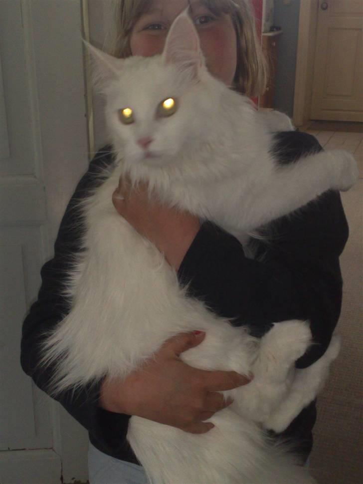 Maine Coon Euskadicoon-E Nevada billede 5