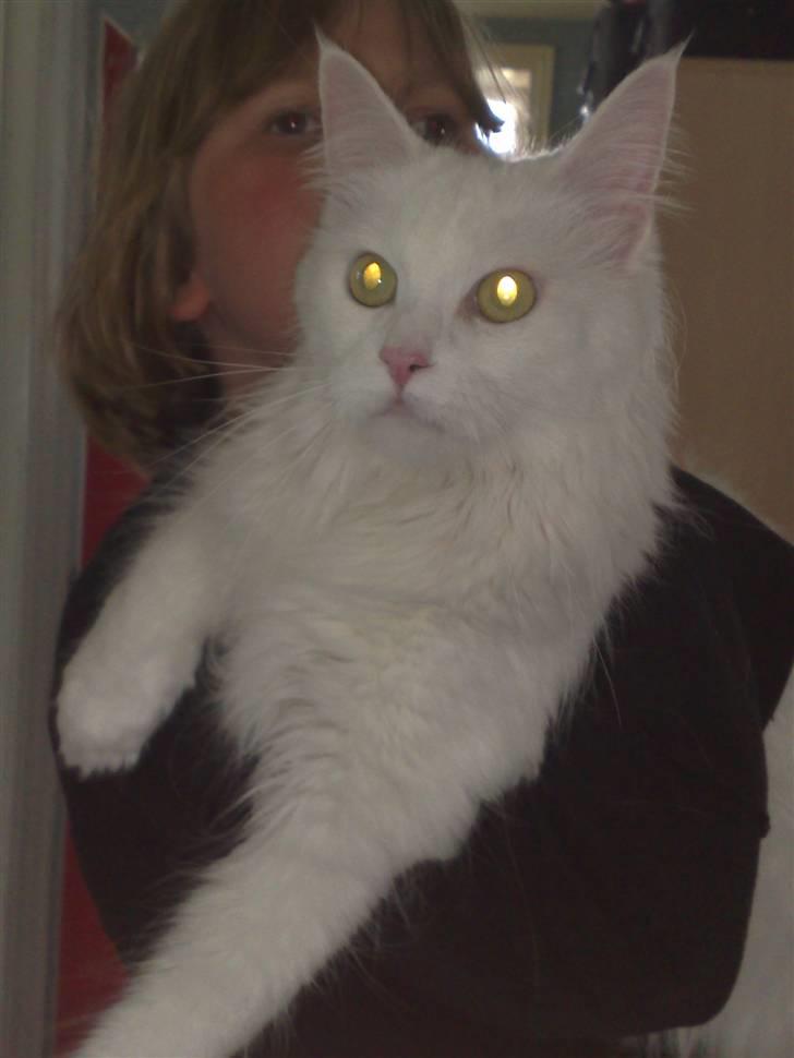 Maine Coon Euskadicoon-E Nevada billede 6