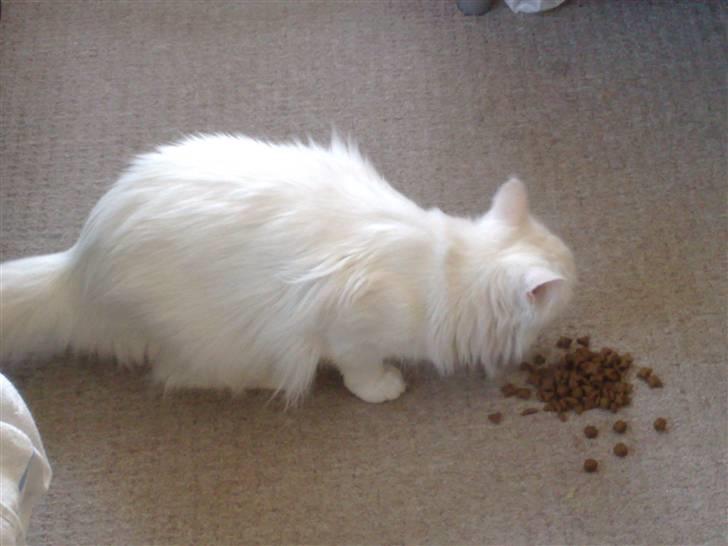 Maine Coon Euskadicoon-E Nevada billede 7