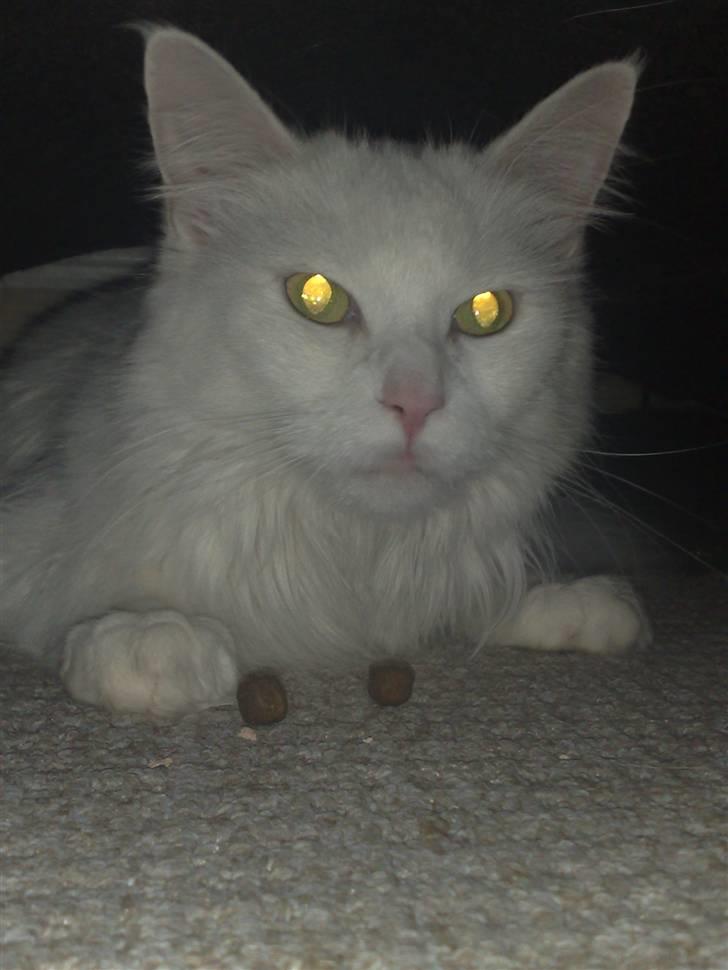 Maine Coon Euskadicoon-E Nevada billede 8