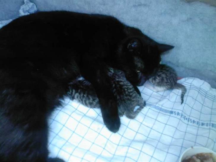 Huskat Zenia billede 11