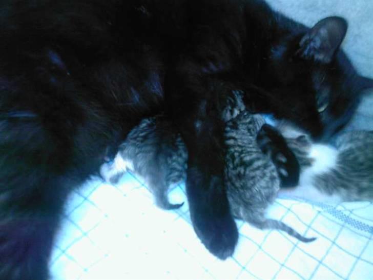 Huskat Zenia billede 12