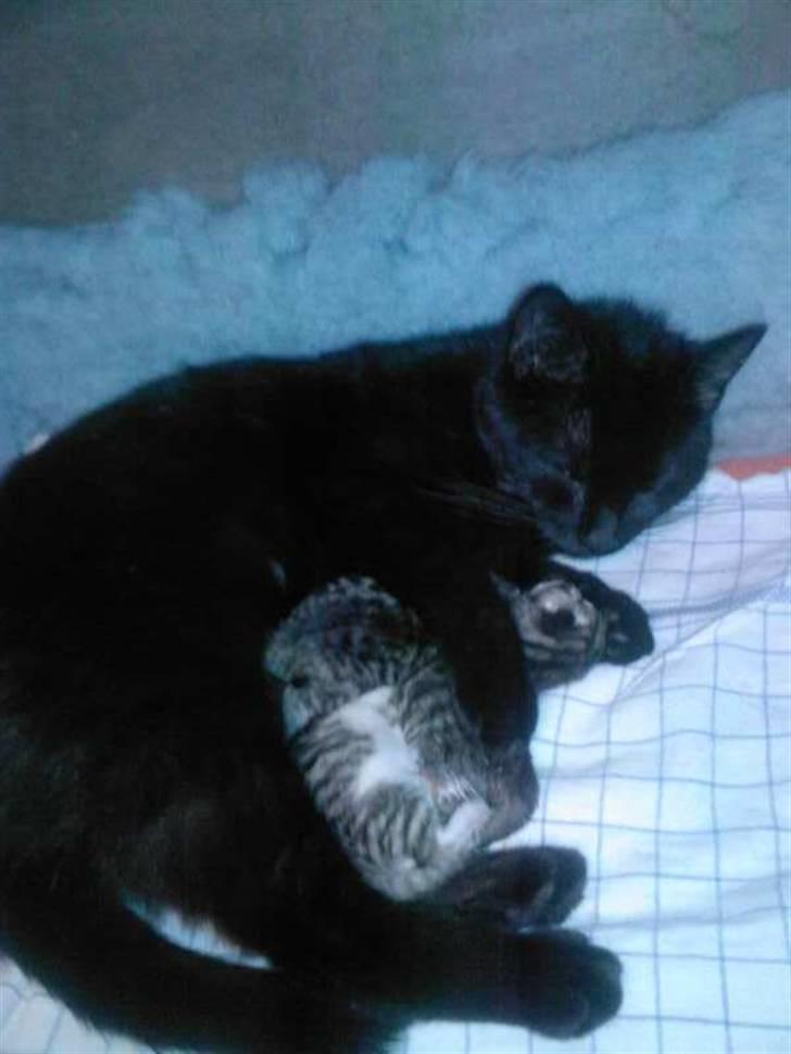 Huskat Zenia billede 13