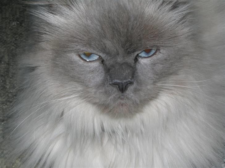 Blanding af racer Gismo - Det er mit score billed. billede 11