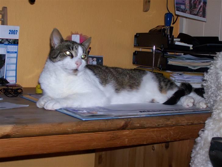 Huskat Rasmus billede 1