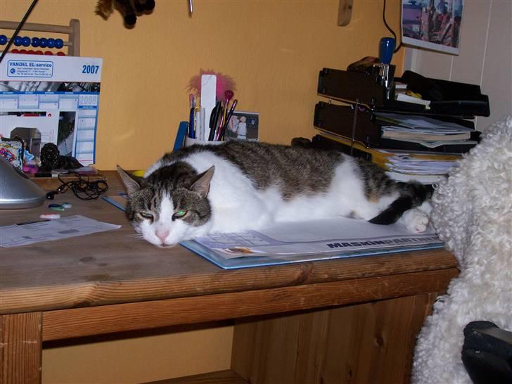 Huskat Rasmus billede 2