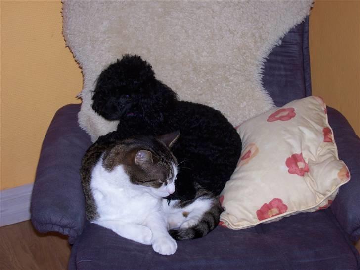 Huskat Rasmus billede 3