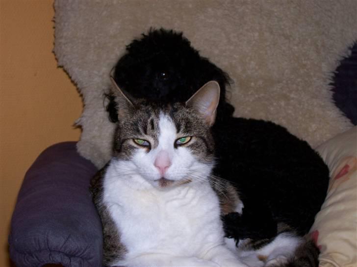 Huskat Rasmus billede 4