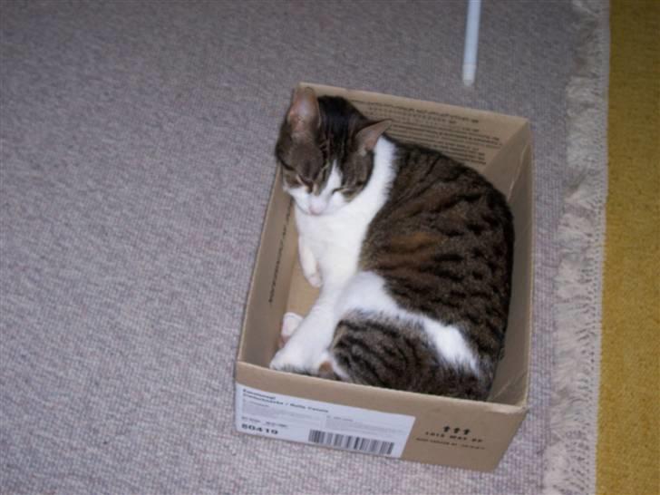 Huskat Rasmus billede 5