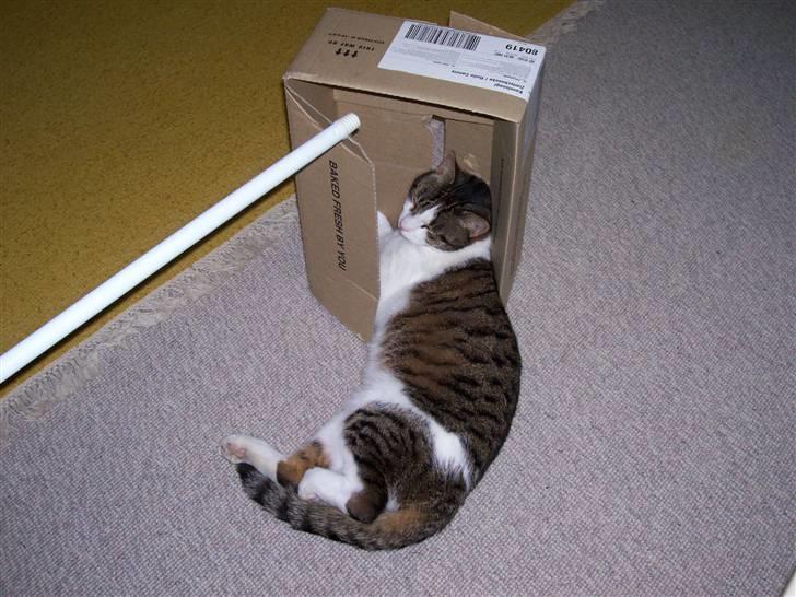 Huskat Rasmus billede 6