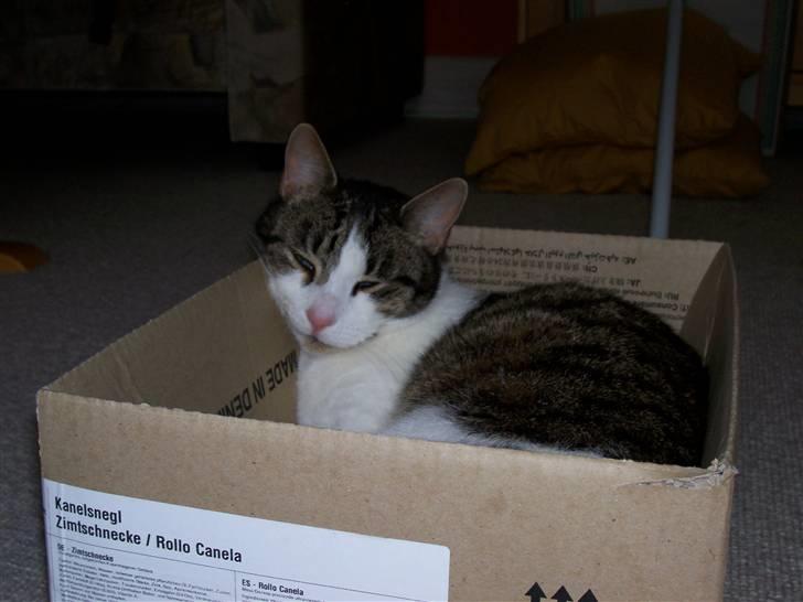 Huskat Rasmus billede 7