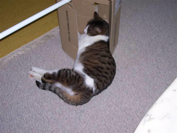 Huskat Rasmus billede 8