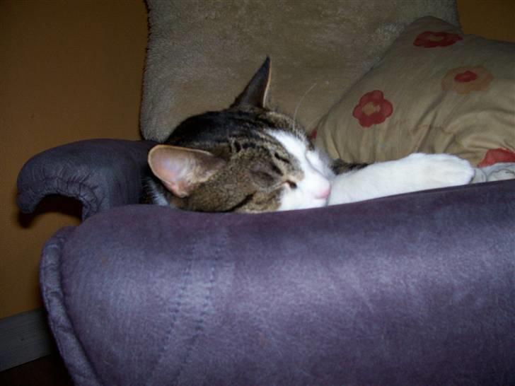 Huskat Rasmus billede 9