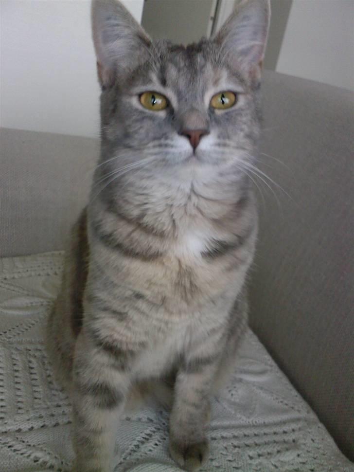 Huskat Daisy billede 1