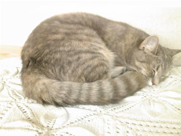 Huskat Daisy billede 2