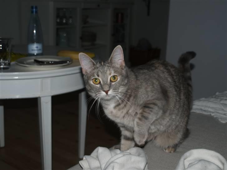 Huskat Daisy billede 3