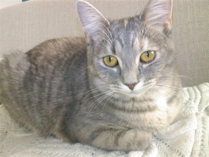 Huskat Daisy billede 4