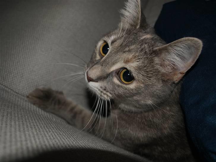 Huskat Daisy billede 5