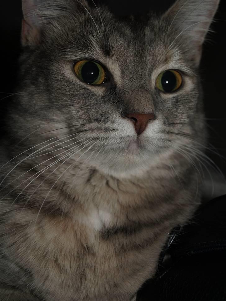 Huskat Daisy billede 6