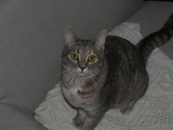 Huskat Daisy billede 7