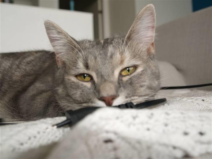 Huskat Daisy billede 8