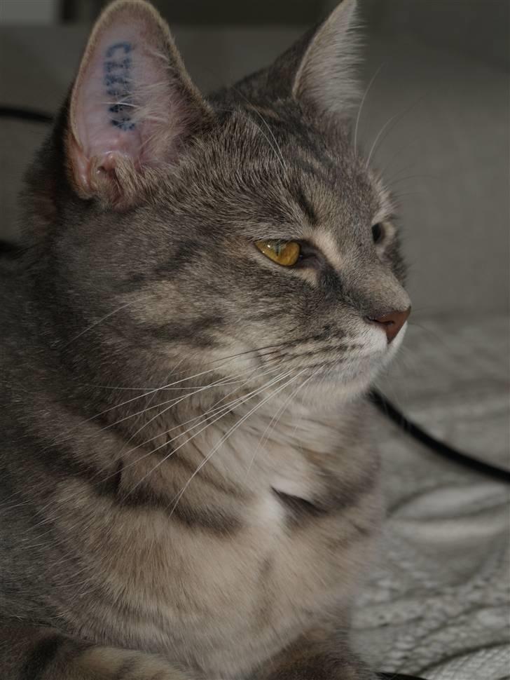 Huskat Daisy billede 9