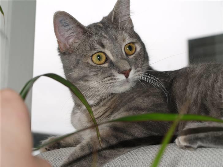 Huskat Daisy billede 10