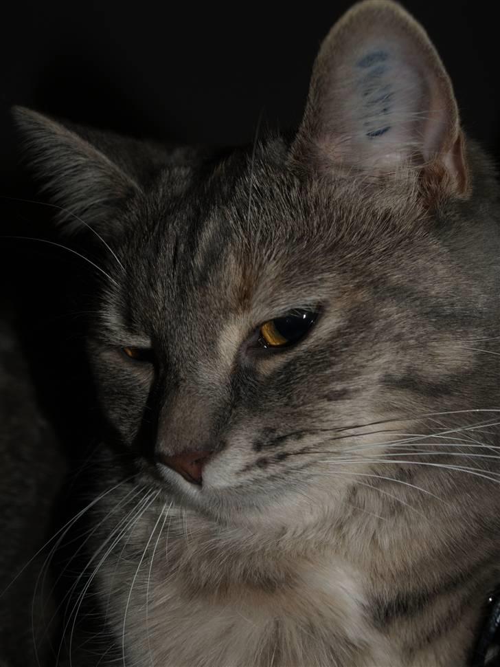 Huskat Daisy billede 11