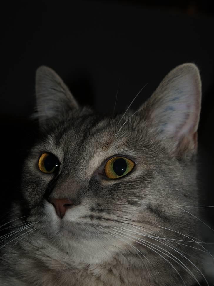 Huskat Daisy billede 12