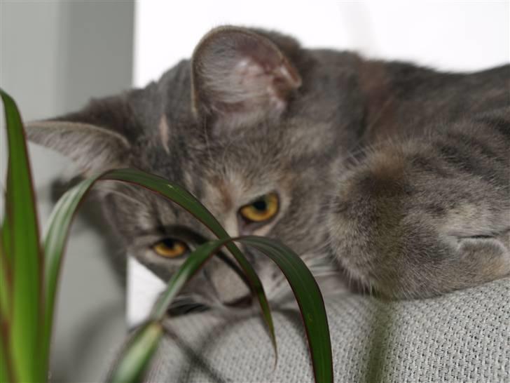 Huskat Daisy billede 13