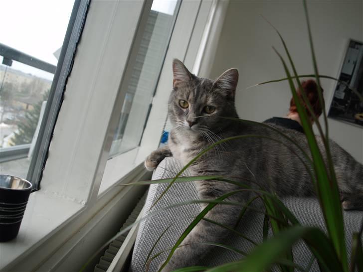 Huskat Daisy billede 14